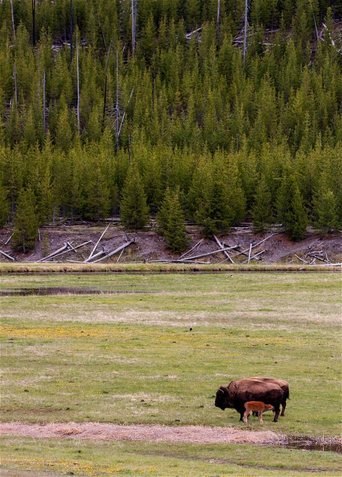 Bison Calf in Yellowstone