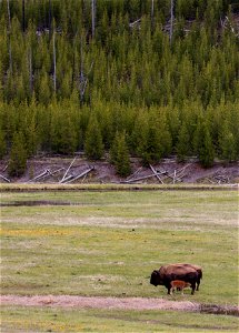 Bison Calf in Yellowstone photo