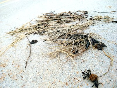 weeds ground concrete 1
