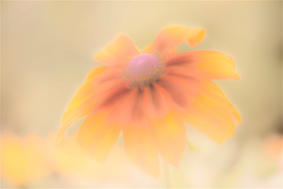 Stanley Park Flower edits from Vancouver Canada