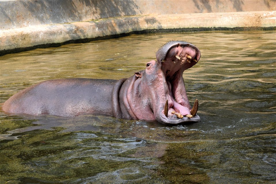 Hippopotamus amphibius