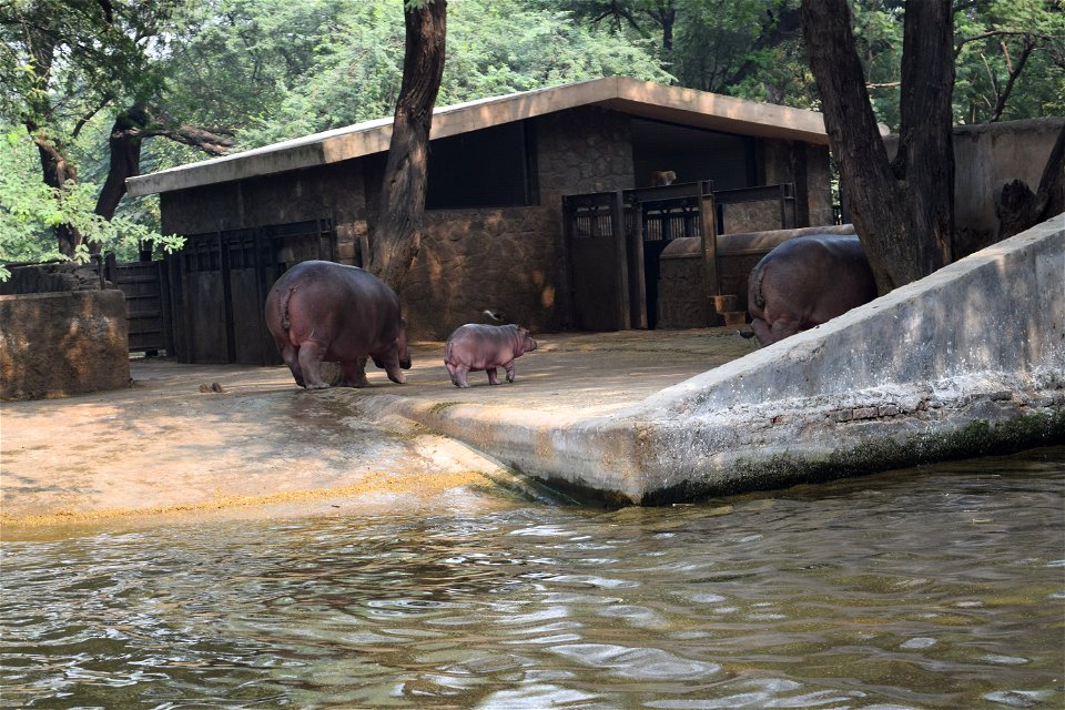 Hippopotamus amphibius