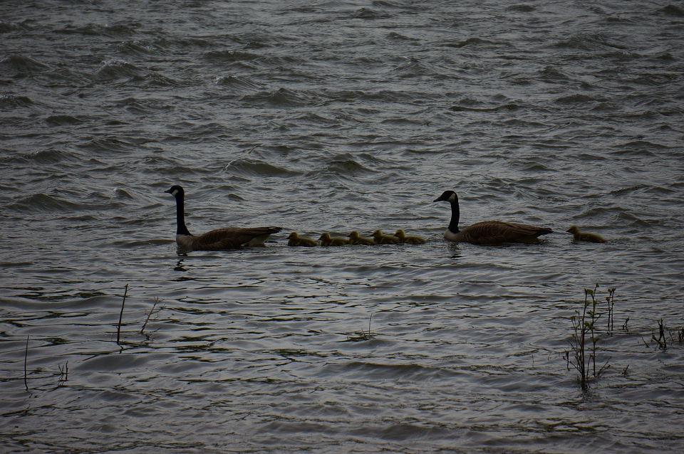 Duck Family on the Potomac River