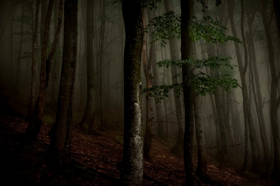 evening in the forest