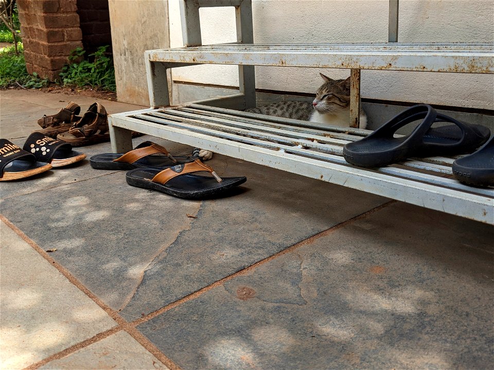 A cat behind a footwear rack