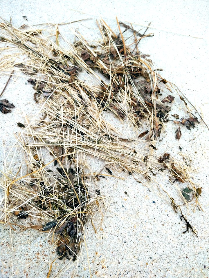 weeds ground concrete