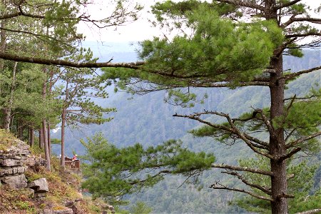 Overlook at Pine Creek Gorge