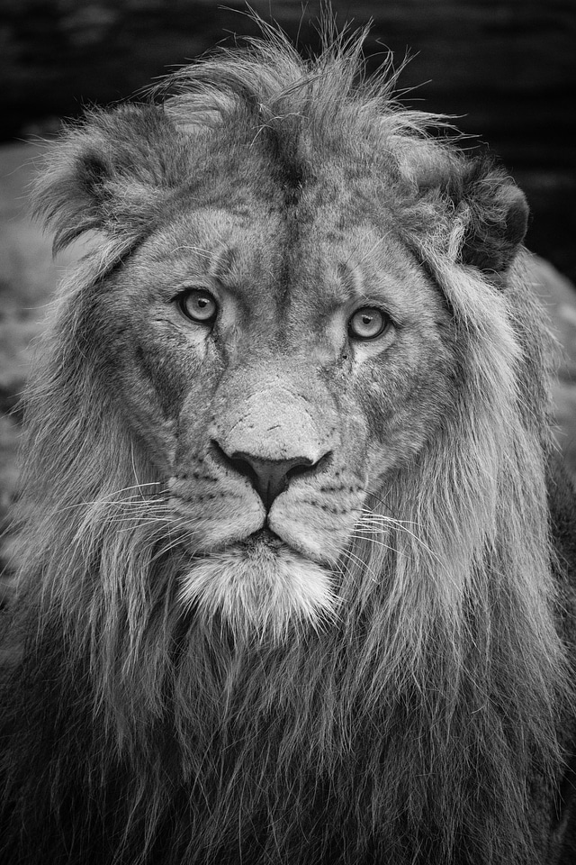 black and white portrait of Asiatic Lion