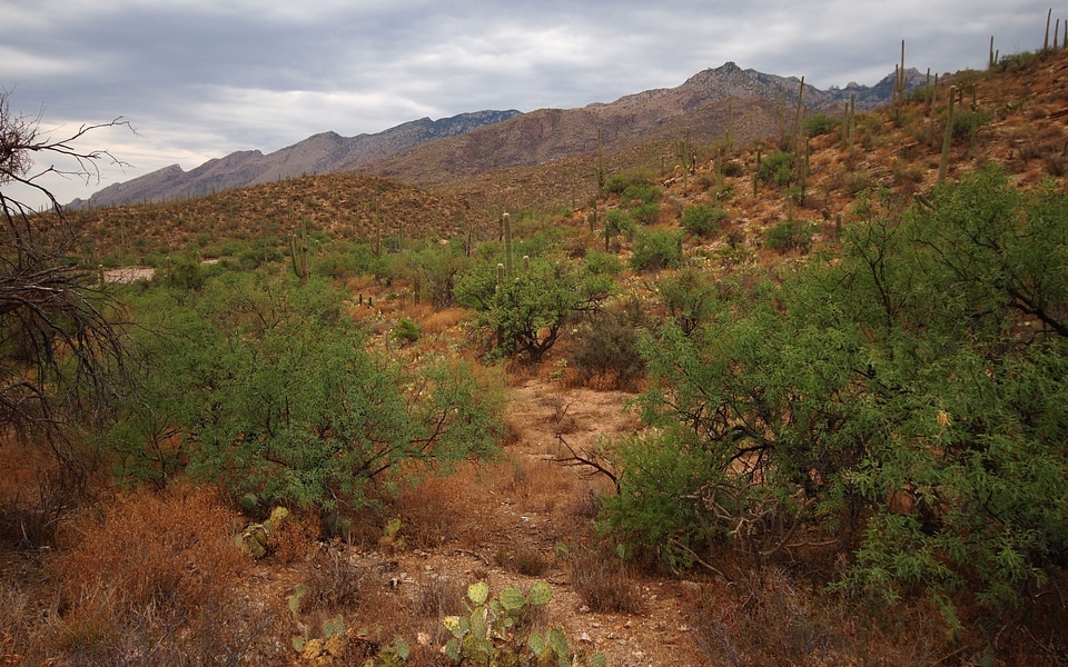 Sabino Canyon Trail in Tucson, Arizona