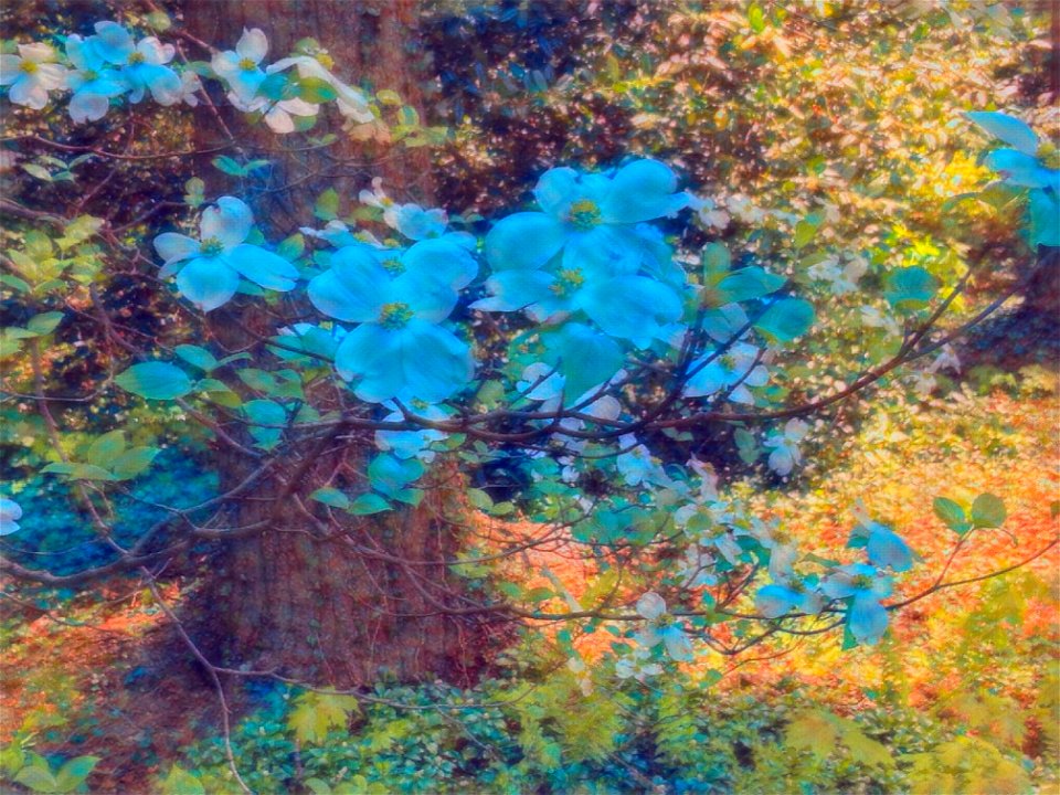 Dogwoods with Effect