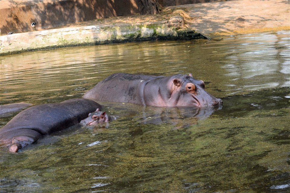 Hippopotamus amphibius