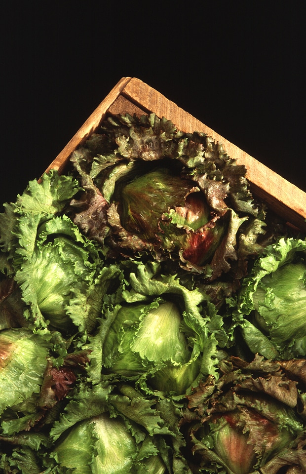 Heads Of Iceberg Lettuce In A Crate