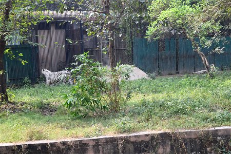 Panthera tigris