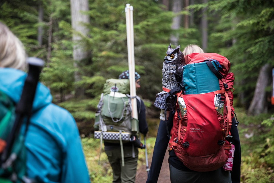 Group of tourists with backpacks descends mountain trail
