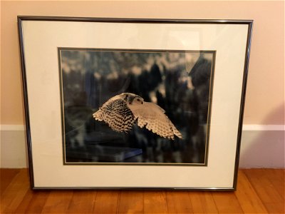 6_Art_Photograph_Owl