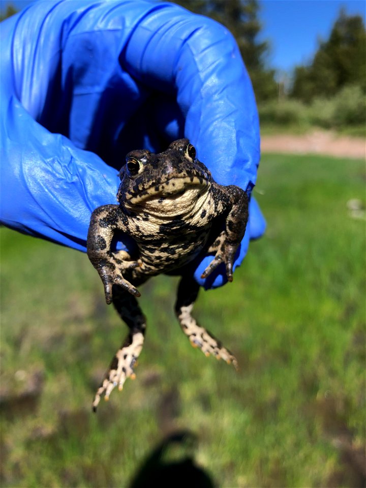 Boreal Toad on the Fishlake