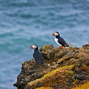 Cute Atlantic puffin in Iceland photo