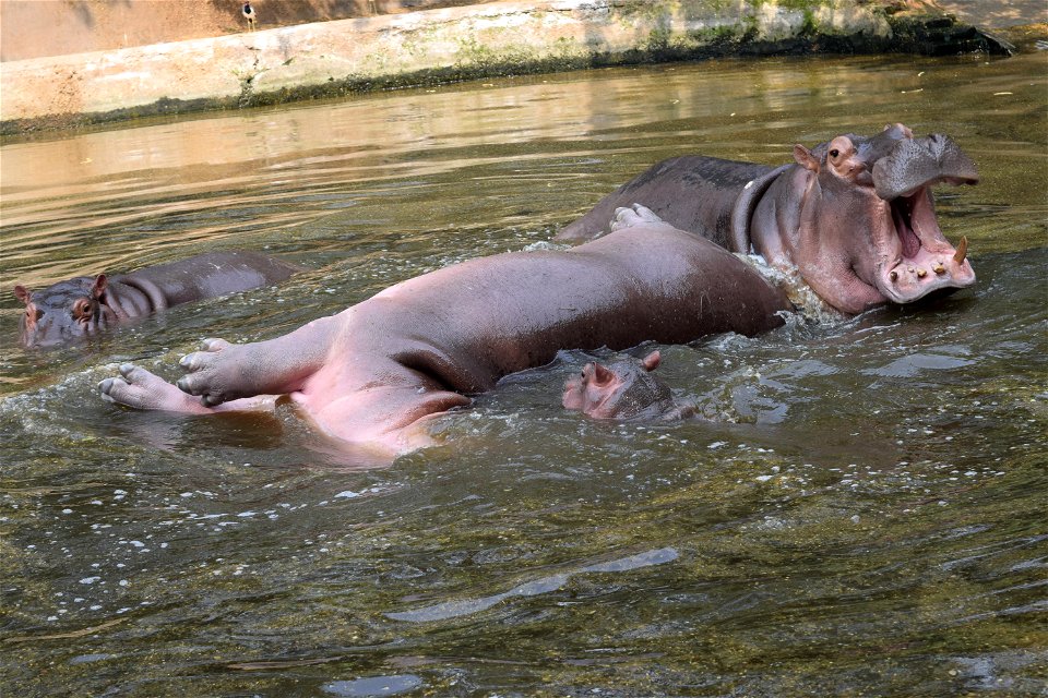 Hippopotamus amphibius