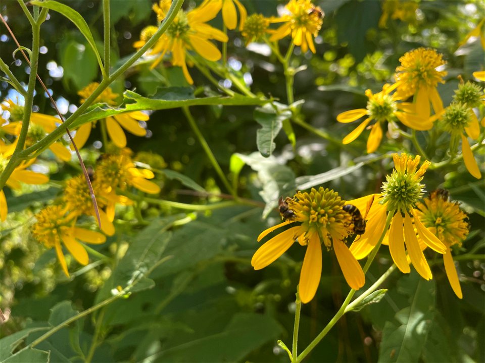 Bees on Wingstem