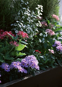 Outdoor flower pots for small garden, patio or terrace photo