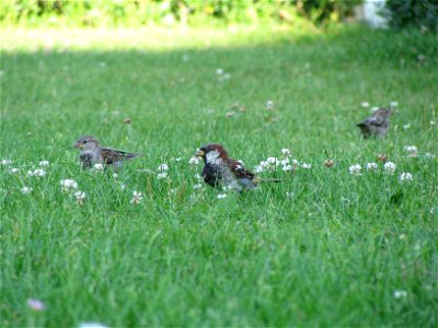 sparrows 1 photo