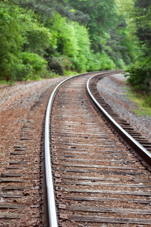 forest-train-track photo