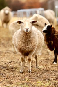 Sawkill Farm Sheep