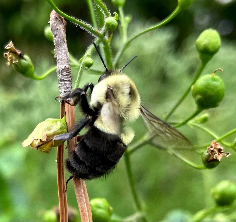 Common Eastern Bumble Bee