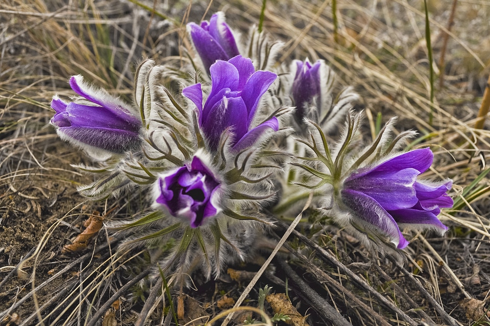 Violet grass nature