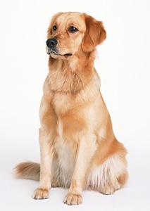 Golden retriever pet dog laying down photo