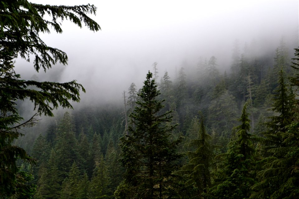 Lush Forests