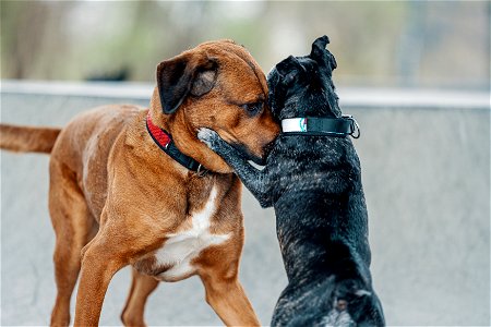 Feuerwear_Hunde-Halsband Timmy_Rhodesien Ridgeback x Berner Sennen_Französische Bulldogge_Spielen_082