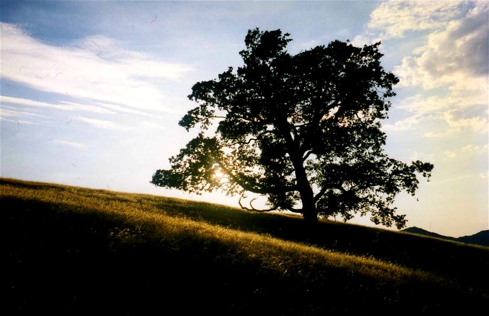 HAYES-M.D-ON MT. DIABLO RIDGE