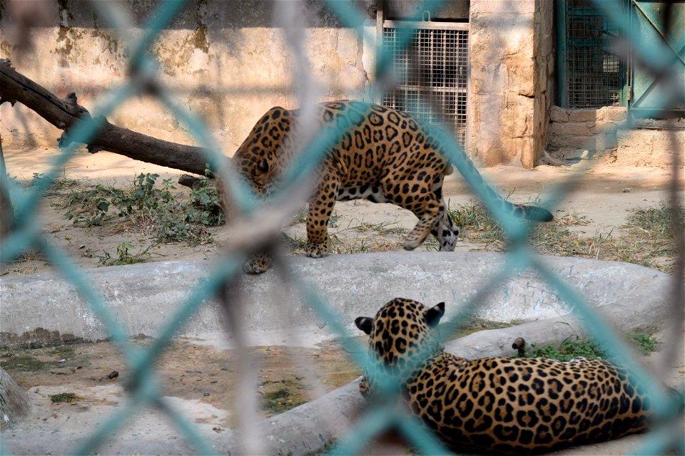 Panthera onca