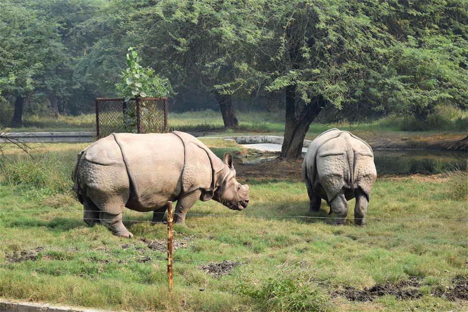 Rhinoceros unicornis