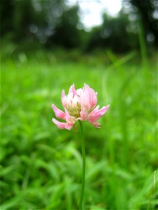 Alsike clover II