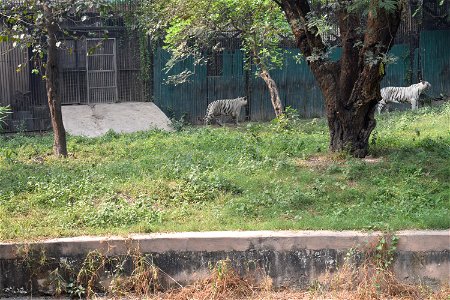 Panthera tigris