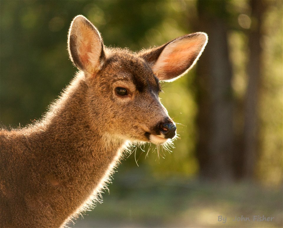 Good Morning Deer!