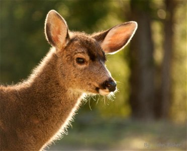 Good Morning Deer!