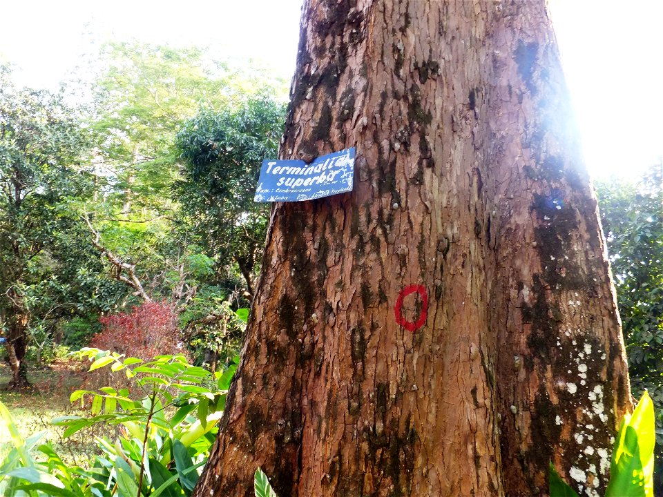 Terminalia superba au jardin du père Gillet à Kisantu