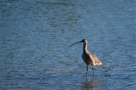 Long Billed Curlew, Corte Madera, California photo