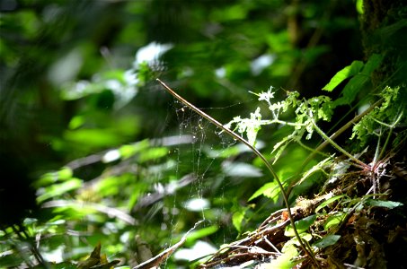 thin spider web photo