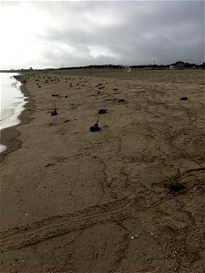 Horseshoe Crabs on Lewes Beach