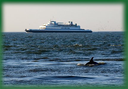 Dolphin Ferry