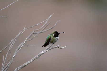 Don Edwards National Wildlife Area - Anna's Hummingbird photo