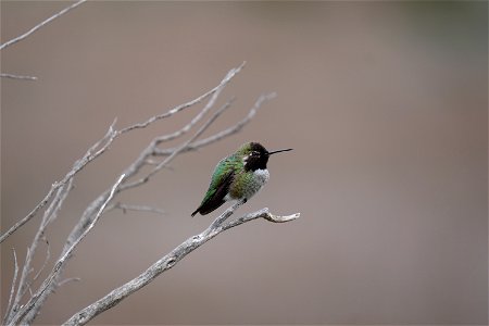 Don Edwards National Wildlife Area - Anna's Hummingbird