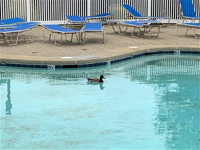 Duck in the Pool photo