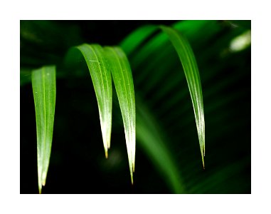 Palm leaves photo