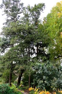 Conifers of Allen Centennial 6