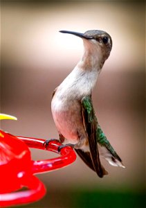 Super cool bird